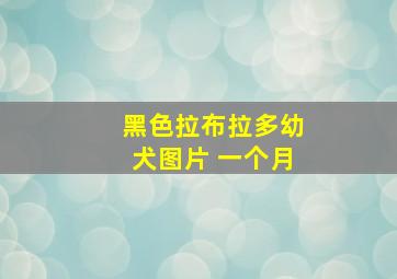 黑色拉布拉多幼犬图片 一个月